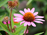 Echinacea