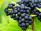 Elderberry
