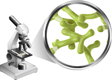 Bifidobacterium Longum (B. Longum)